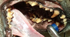 Kiillehäiriötä sairastavan lancashirenkarjakoiran hampaisto.