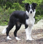 Tessie. 
Kuva: Marjo Hytönen